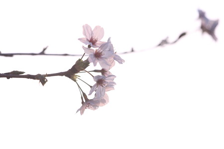 桜