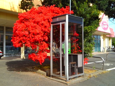 ツツジと電話ボックス