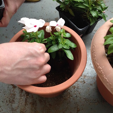 寄せ植え中