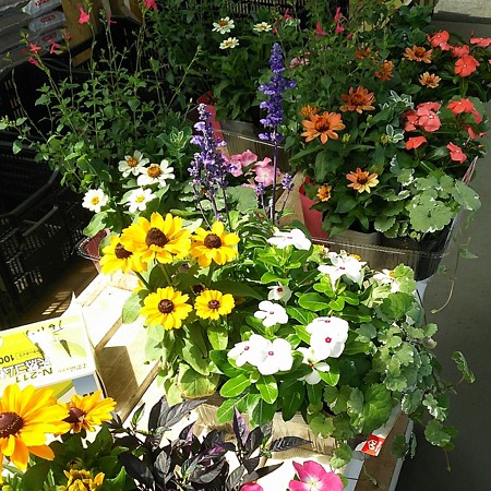 どれで寄せ植えしようかなぁ