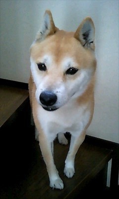 柴犬かいくんアップ