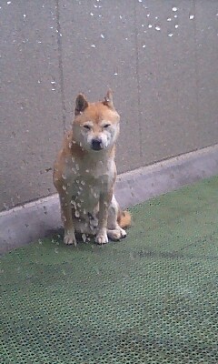 柴犬かいくん雨に打たれて