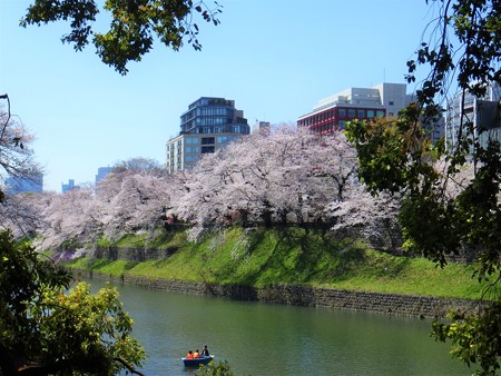 イタリア大使館と千鳥ヶ淵桜