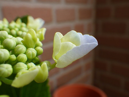 紫陽花色の予感