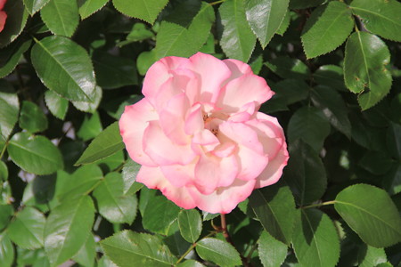 花巻ローズ