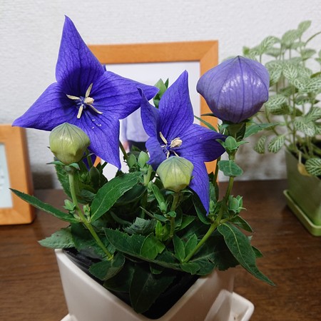 もうすぐ開きそう