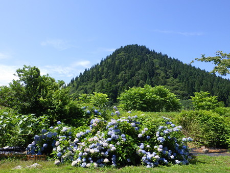 紫陽花快晴