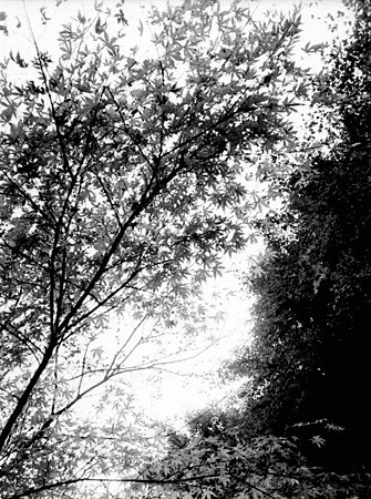 Image0252(RICOH AUTO HALF SE2)