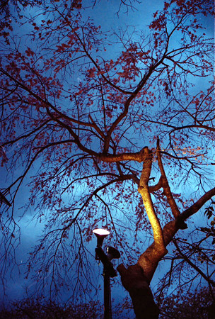夜桜（Canon EOS 10QD）