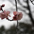 Photos: ジャンクで梅