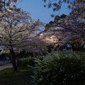 Photos: 夜桜見物