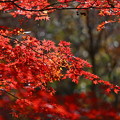 鳴沢村紅葉台にて