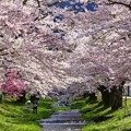 福島　観音寺川の桜