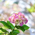 Photos: 松戸・本土寺の紫陽花