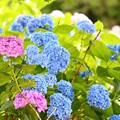 松戸・本土寺にて