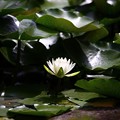松戸・本土寺にて