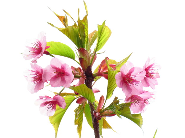 桜と葉っぱのイラスト風 写真共有サイト フォト蔵