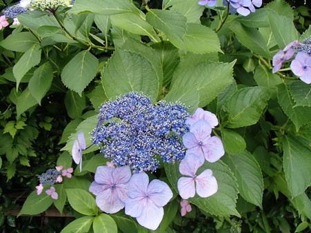 P6290002