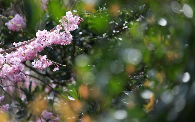尼崎農業公園10