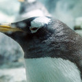 Photos: ジェンツーペンギン＠海遊館
