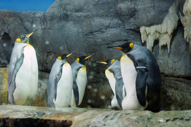 キングペンギン＠海遊館