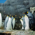 Photos: キングペンギン＠海遊館