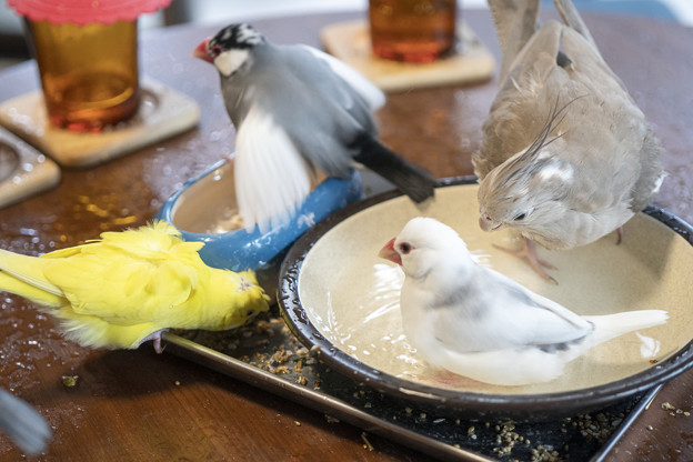 はなぶさ堂 小鳥茶会