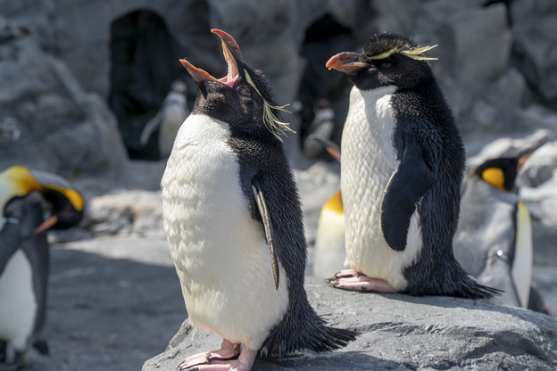 Photos: 旭山動物園　イワトビペンギン
