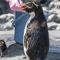 Photos: 旭山動物園　イワトビペンギン