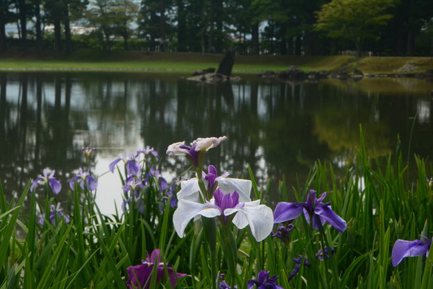 あやめと毛越寺の庭園