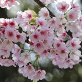 Photos: 寒桜
