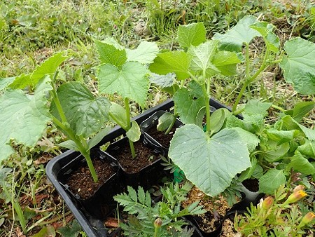 のほほん農園 4月中旬 キュウリのコンパニオンプランツ 暇人主婦の家庭菜園 楽天ブログ