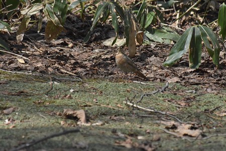 ハチジョウツグミ