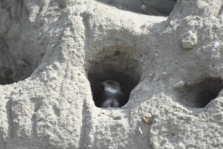 ショウドウツバメ 巣立ち雛