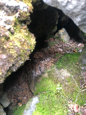 ナキウサギ糞1