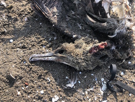 ハイイロミズナギドリ死体