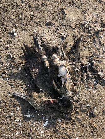 ハイイロミズナギドリ死体3