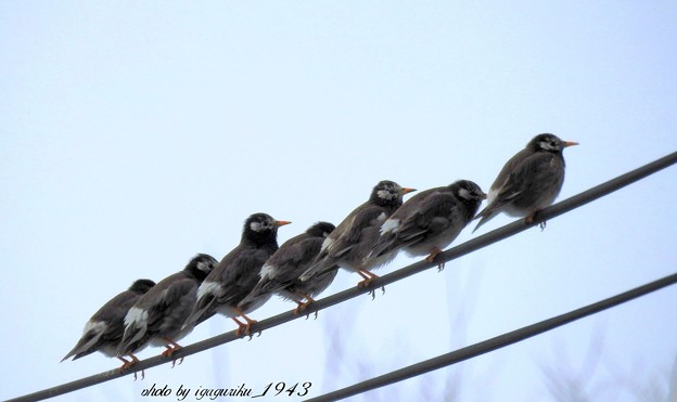 ムクドリ 椋鳥 写真共有サイト フォト蔵