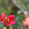 Photos: Euphorbia Punicea 3-18-16