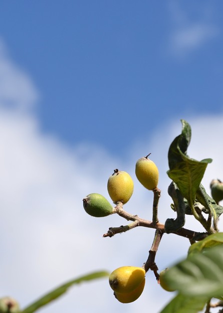 Loquat in the Sky 2-25-18