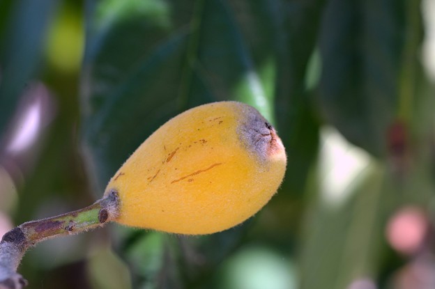 Loquat 2-25-18