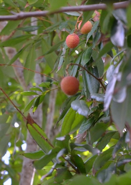 Lychee 6-3-18