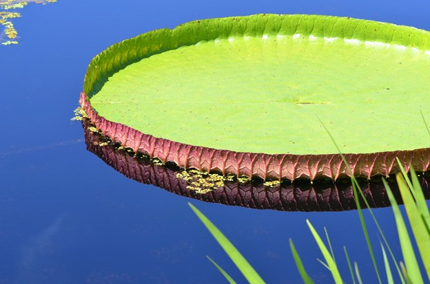 Giant Water Lily pad 6-3-18
