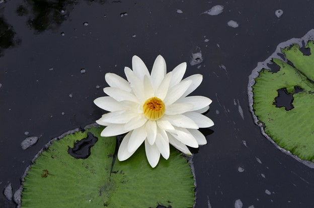 Water Lily I 6-17-18