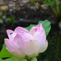 Photos: Pink Lotus I 7-1-18