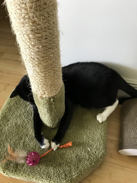 にゃんか取りにくいにゃ