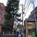 一本松坂の一本松　2019-1-30