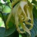 Photos: Ylang-Ylang Tree 7-20-19
