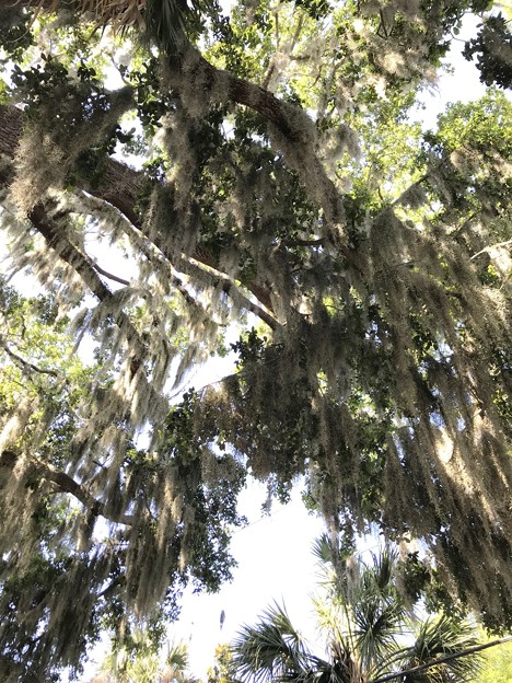 Spanish Moss 5-12-19