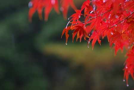 深山公園の紅葉